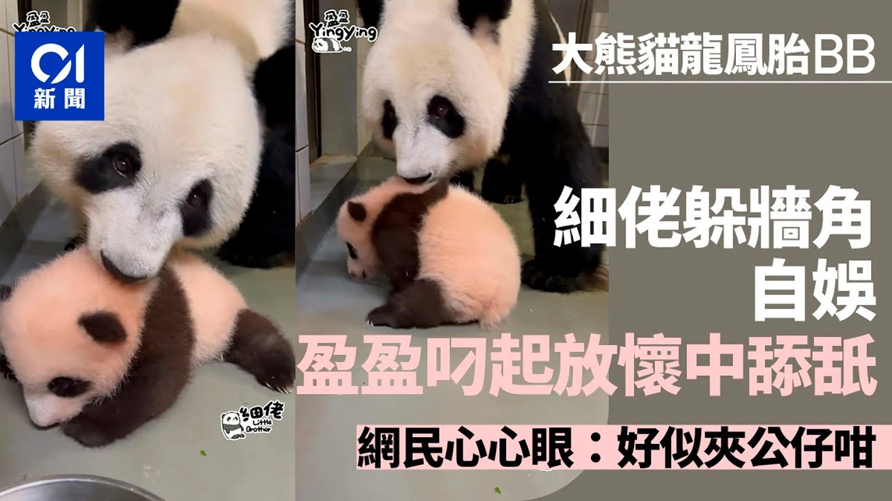大熊貓BB｜細佬躲牆角自娛　盈盈叼起放懷中　網民：好似夾公仔咁｜01新聞｜大熊貓｜盈盈｜雙胞胎｜海洋公園