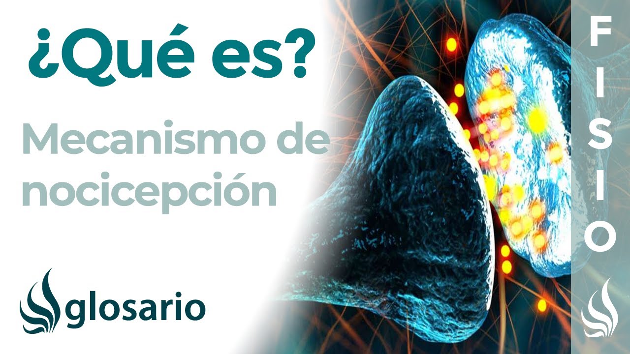 NOCICEPCIÓN | Qué es, función, cómo y cuándo se produce