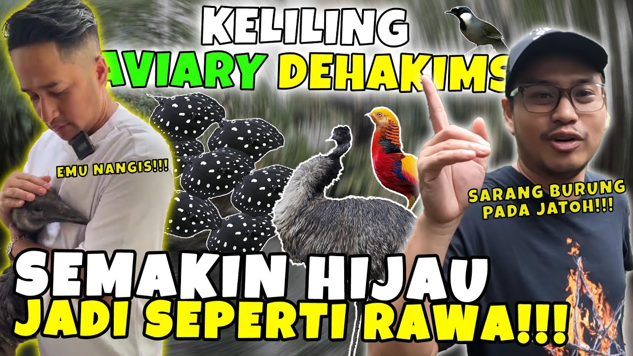 DEHAKIMS AVIARY SETELAH 2 TAHUN JADI BEGINI ….