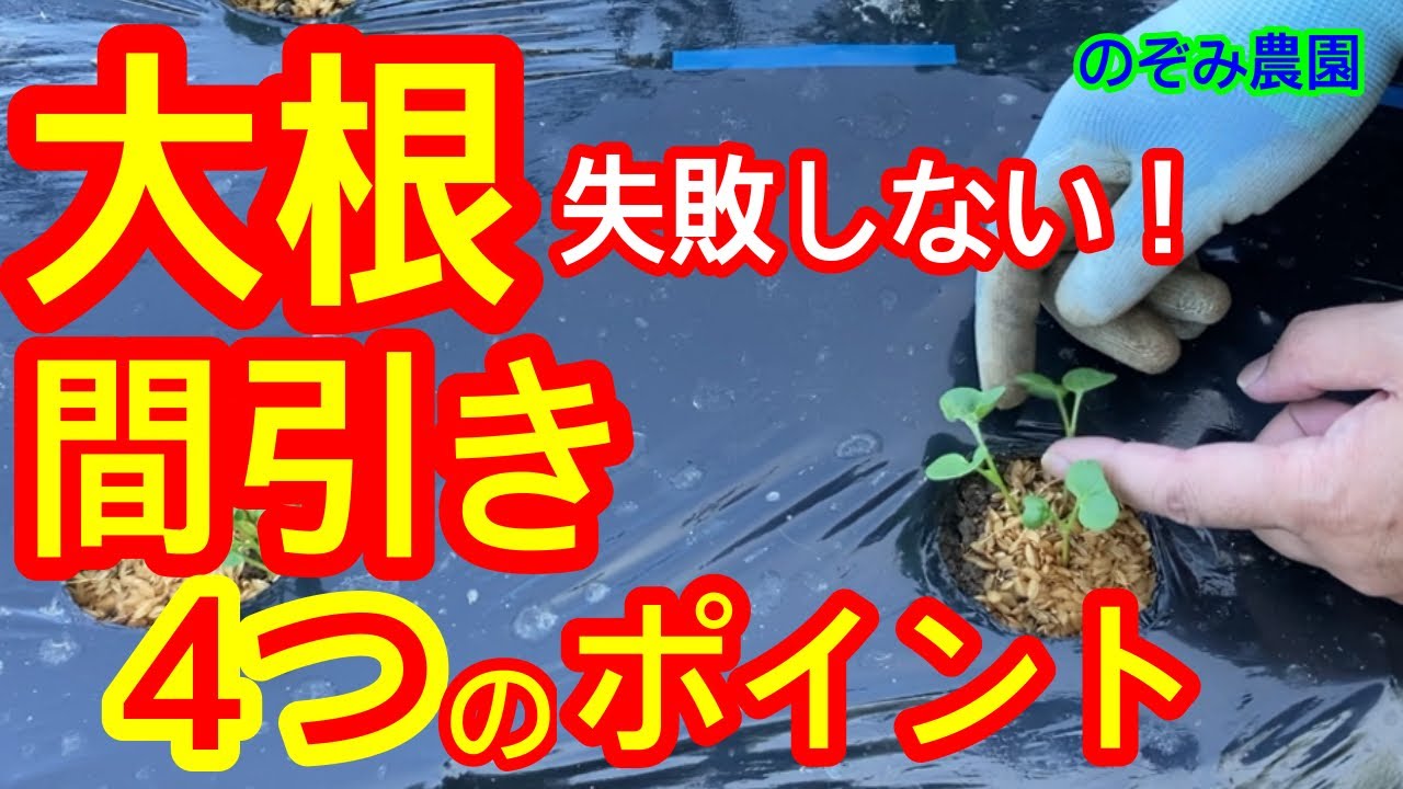 【大根】間引くときに注意するポイントを4つ紹介します。間引き／土寄せ／追肥／間引き菜／回数とタイミング／葉虫／撒き直し