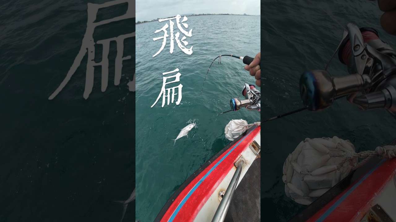 船釣飛扁#興達港#釣魚#飛扁#路亞#kuying 