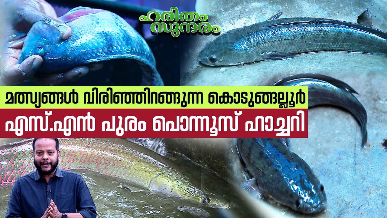 Amazing fish farming at Kodungallur Ponnoos Aqua Clinic | Haritham Sundaram EP 418