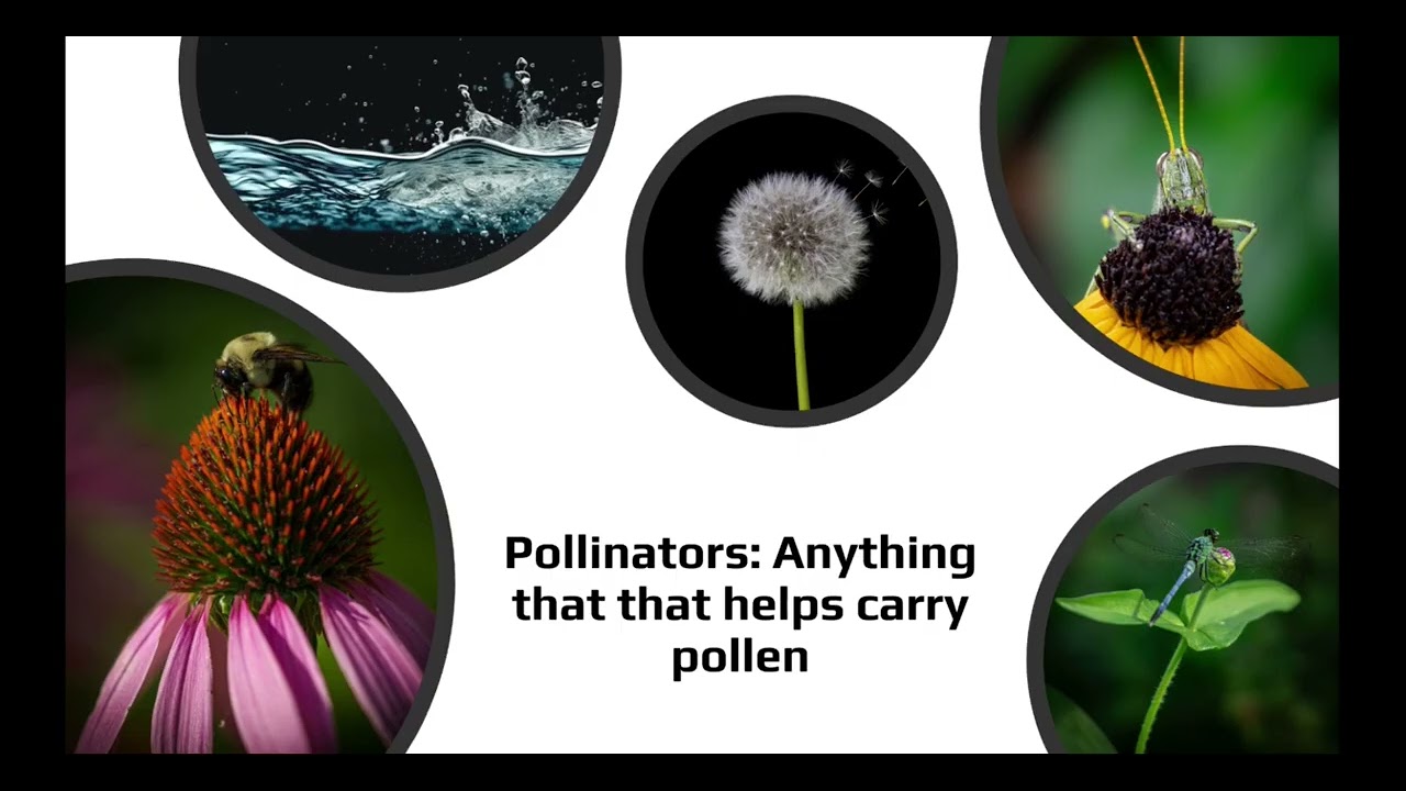 Nature at Home Principles
