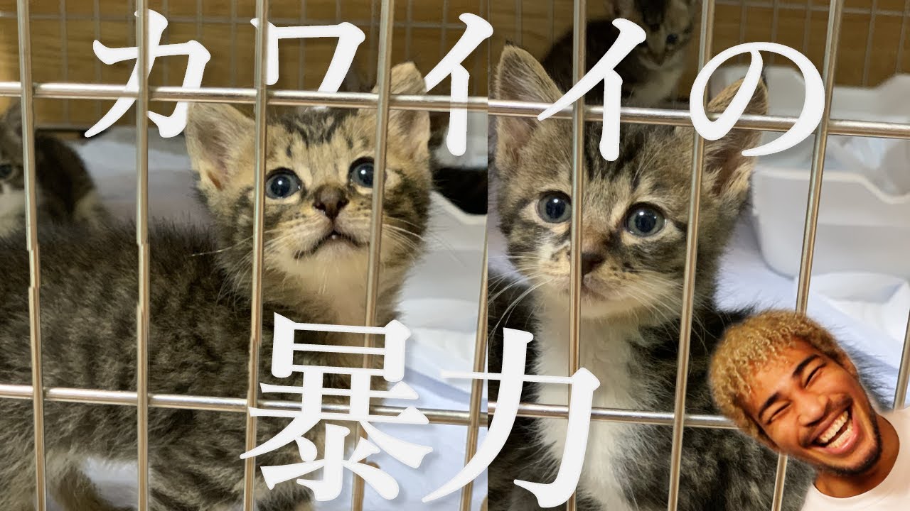 【保護猫】可愛すぎる前向き教室の新メンバー２人をご紹介！犬、猫を保護する！と言う事の意味。