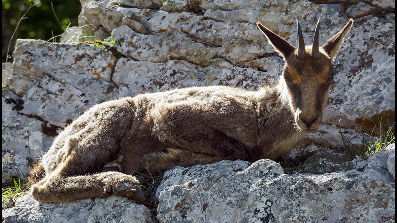 Rilascio camosci sul Monte Sirente - Chamois release on Mount Sirente