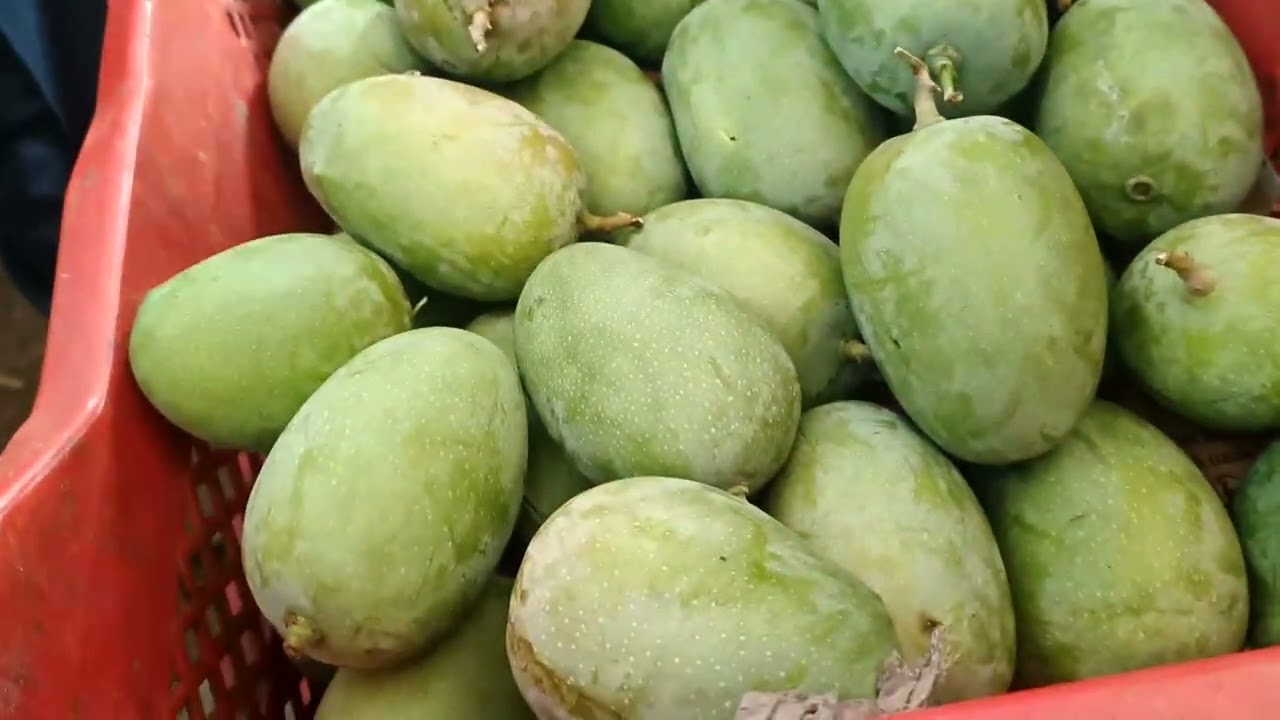 #today #12 March 2026 Mango Verities Live Auction | Biggest Wholesale Fruit Market Hyderabad