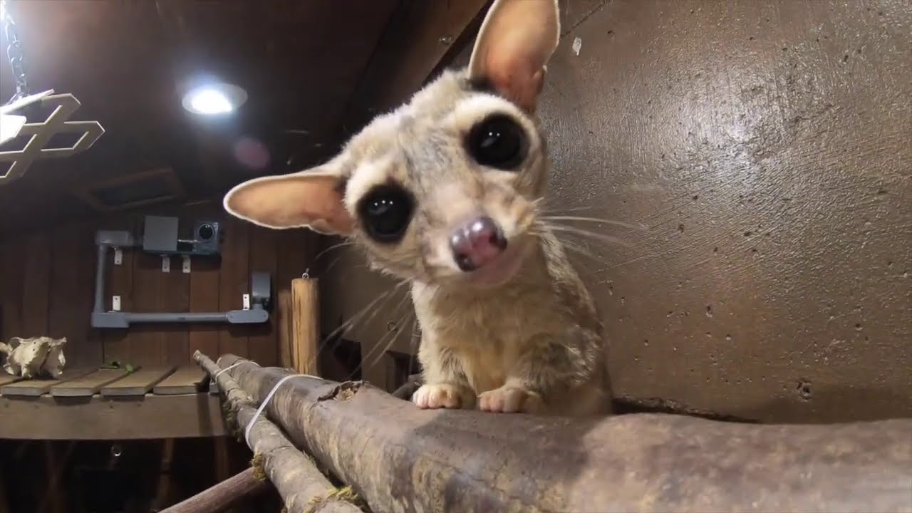 Violet The Ringtail Is A Snack Detective