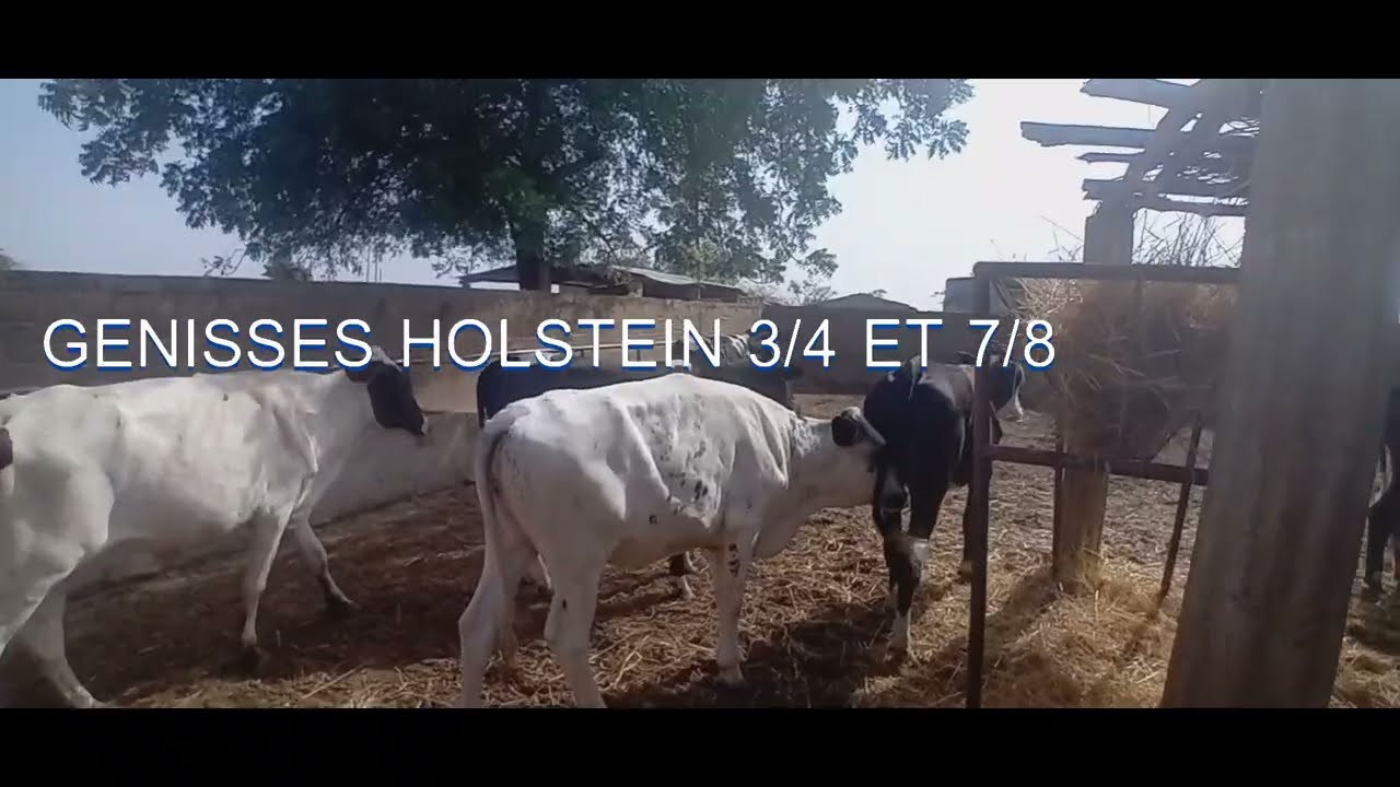 UNE CUVEE DE CINQ GENISSES HOLSTEIN ET UN GENITEUR HOLSTEIN OPERATIONNEL.