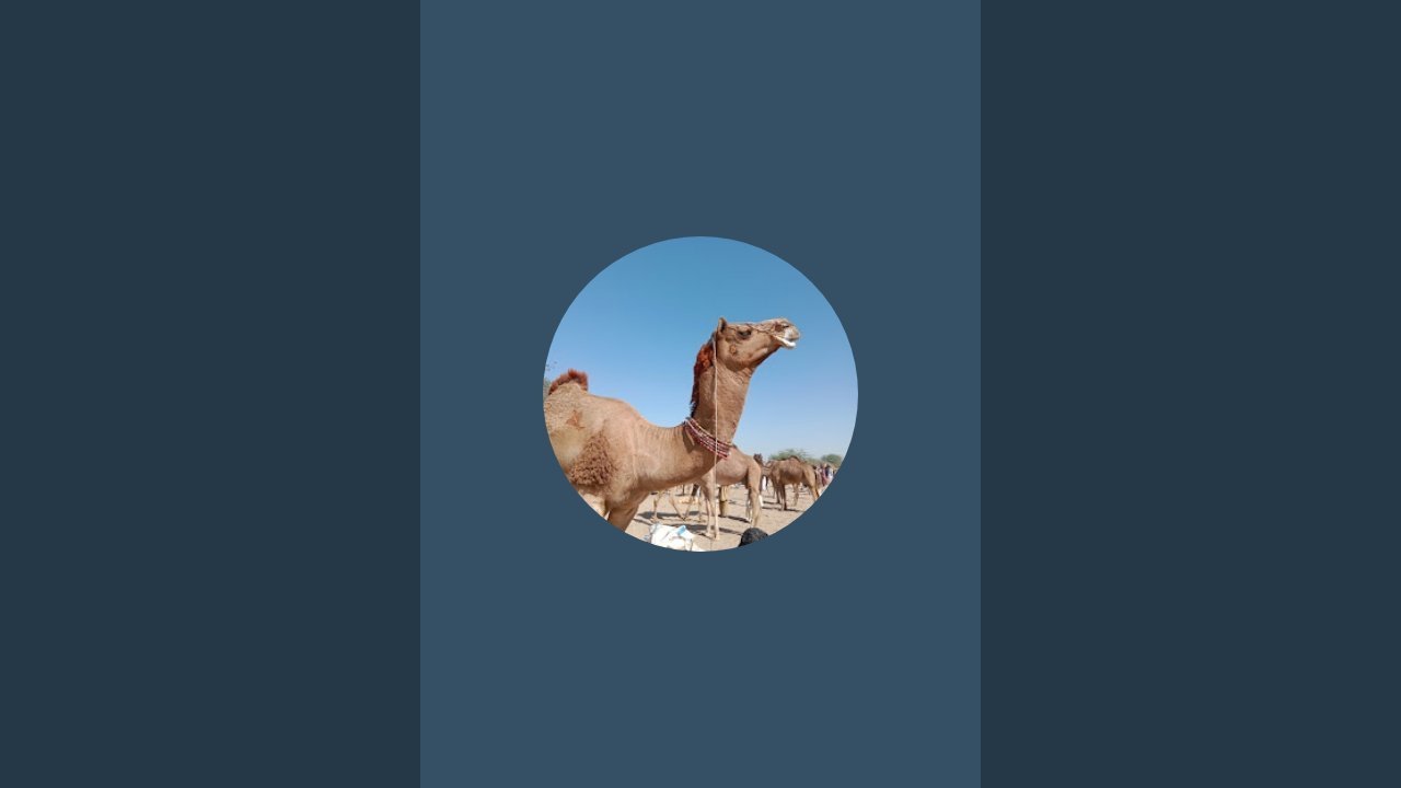 camel mandi live