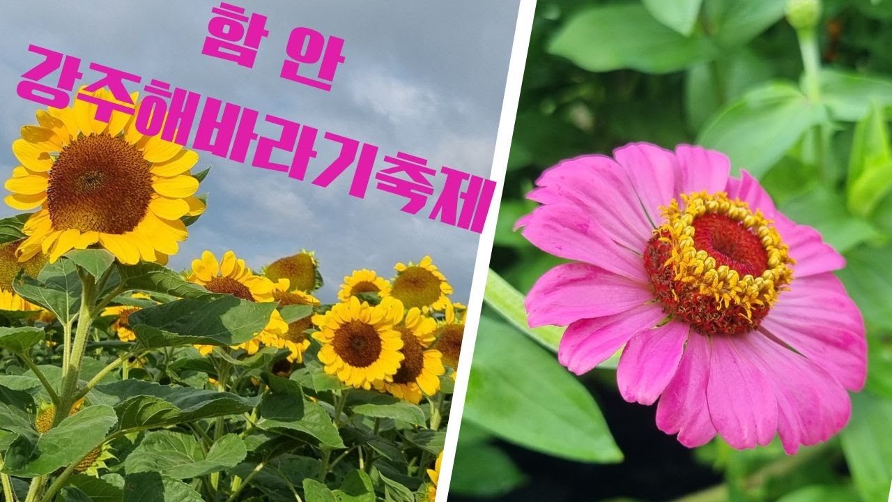 함안 강주 해바라기 축제