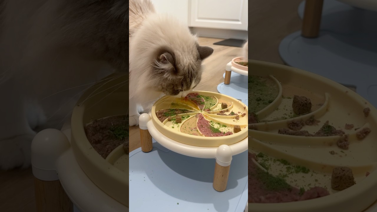 new slow feeder alert 🚨🍥