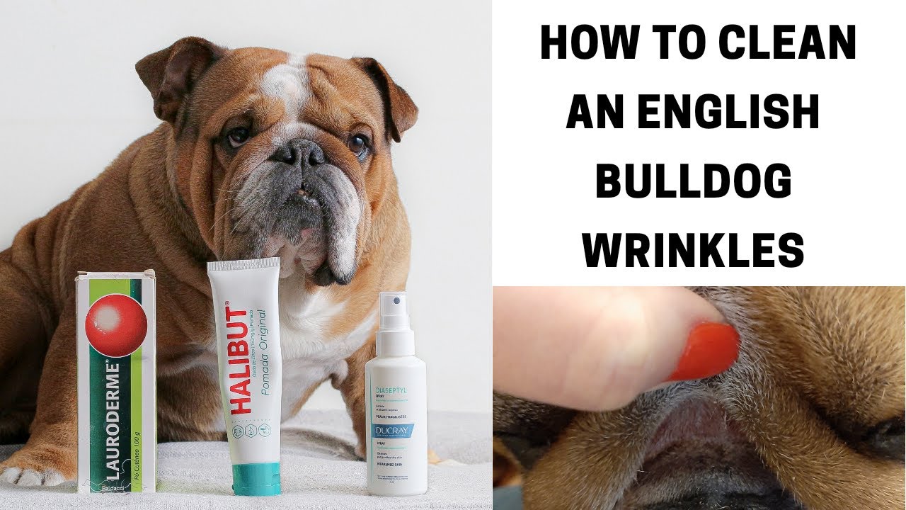 How To Clean An English Bulldog Wrinkles