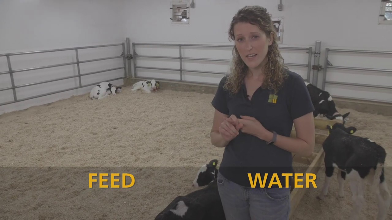 Dairy Calf Feed and Water Training