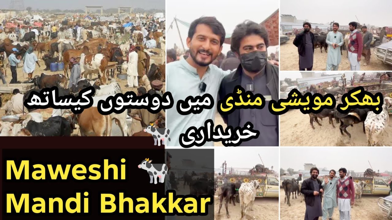 Maveshi Mandi Bhakkar Vlog 😍 | Friends Masti + Cow 🐄 Buffalo 🐃 Bachra Buying Fun