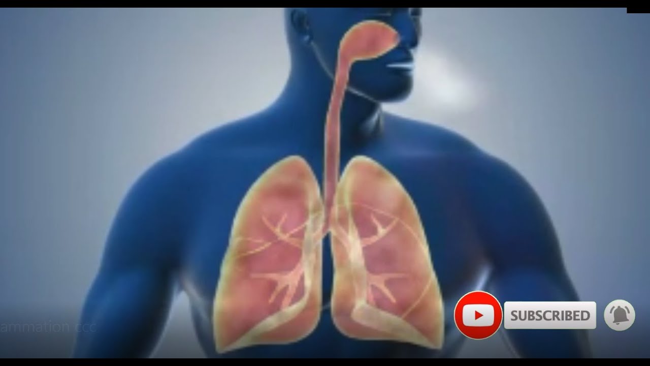Lung inflation