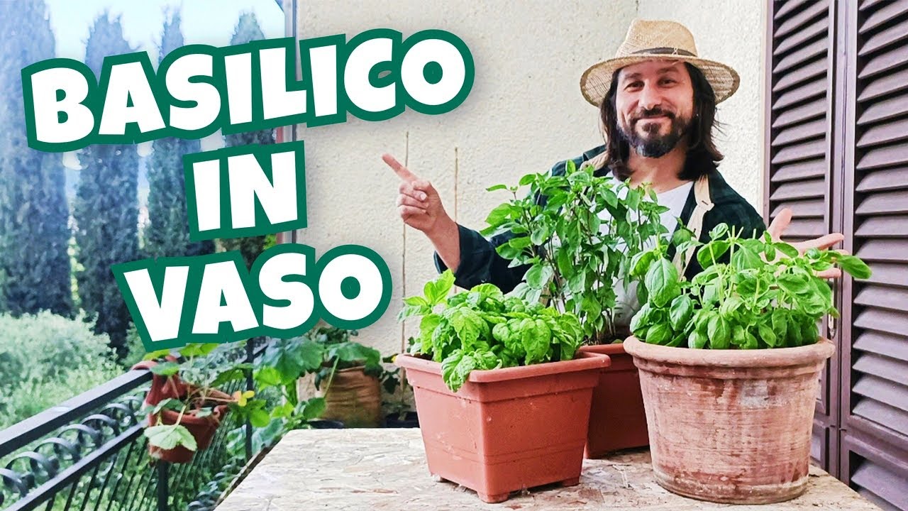 Basilico in vaso - come coltivarlo sul balcone ed averlo sempre pronto per la nostra cucina