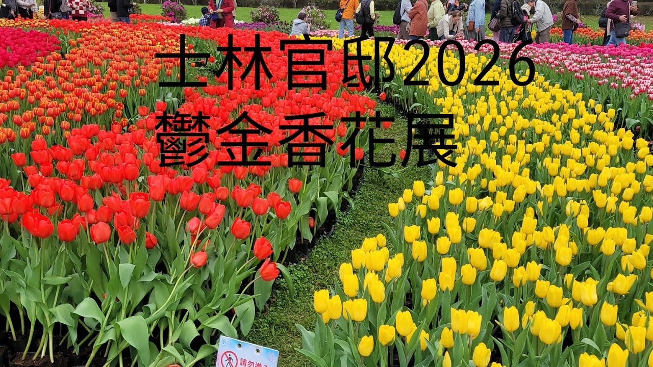 士林官邸鬱金香花展2026浪漫滿園