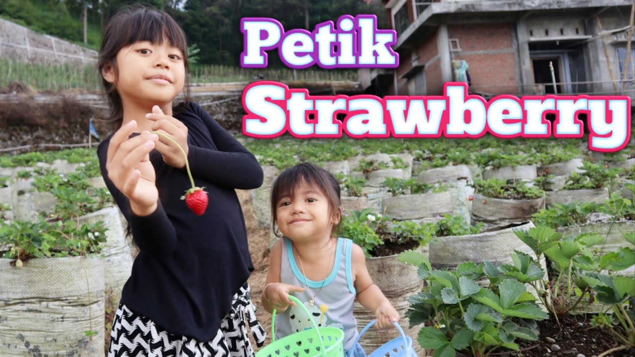 petik buah strawberry langsung dari kebun nya di sarangan magetan