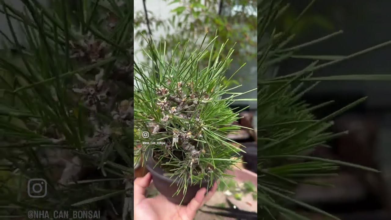 Little Japanese black pine #bonsaidesign #blackpine #shohin