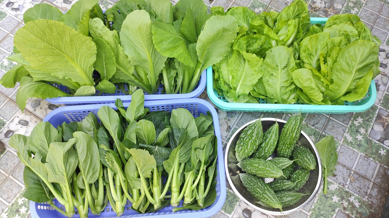 Xem hết vườn Sân trước , Sân sau và thu hoạch các loại rau cải , khổ qua | Khoa Hien 468