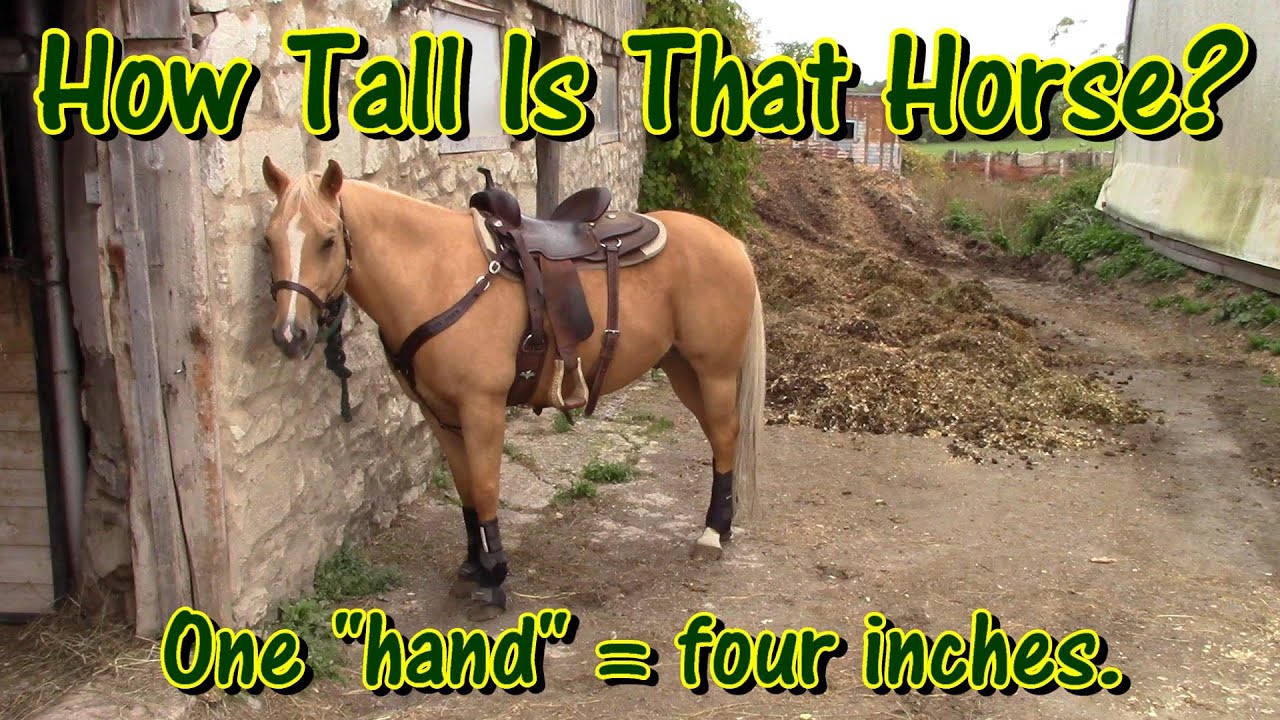 How tall is that horse?
