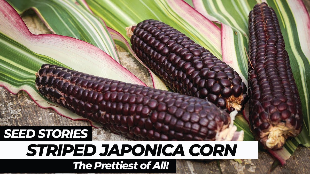 SEED STORIES | Striped Japonica Corn: The Prettiest Of All