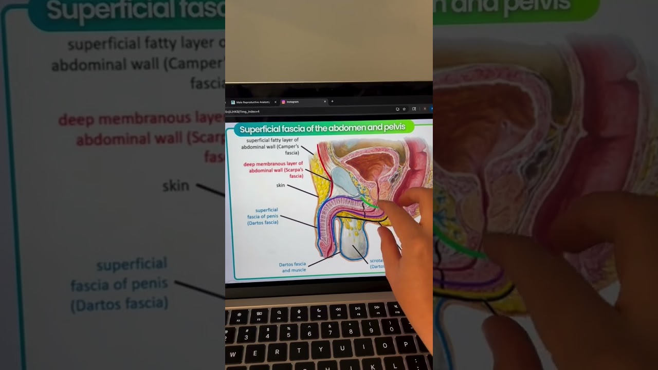 Hard Flaccid: Fascia Edition