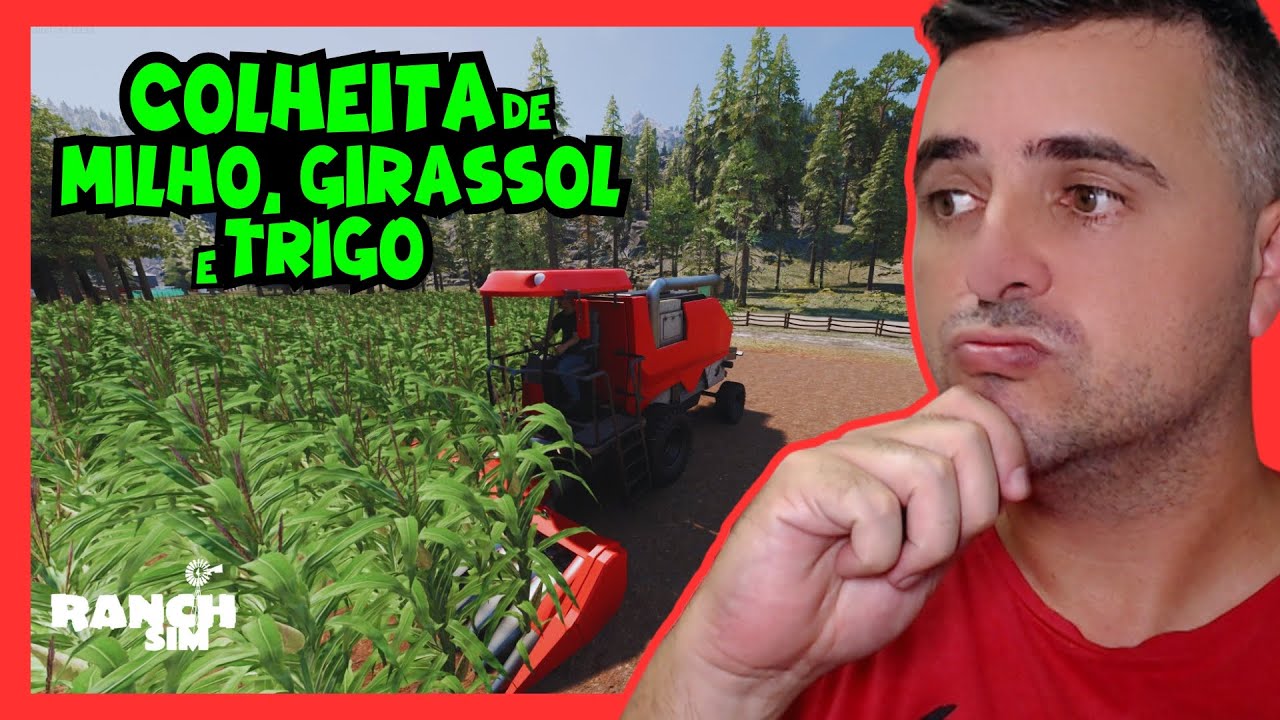 PRIMEIRA COLHEITA DE MILHO, GIRASSOL E TRIGO | Ep. 44 | Ranch Simulator