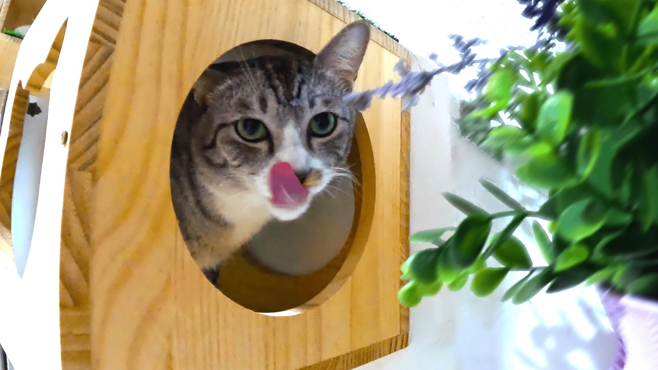 10 Minute Cat Calm | Fun Wall Play, Spinning Ball Tower & Snack Jackpot (Soft LoFi for Relaxation)