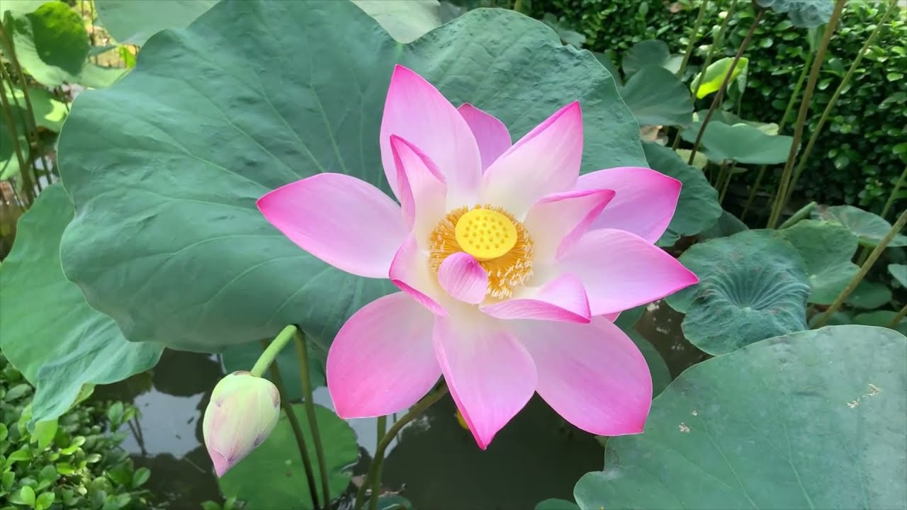 Lotus Flowers Spiritual Peaceful Meditative Ambient Relaxing Peaceful Flower Calming Quiet Serene