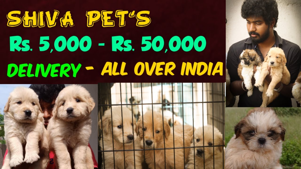 Dog for Sales I All Puppies Available I Delivery All Over India I Namma Vickypedia