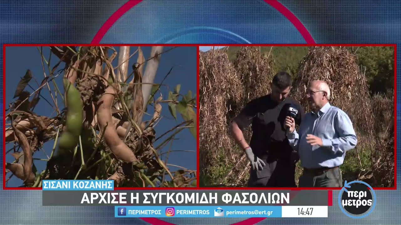 Άρχισε η συγκομιδή φασολιών στο Σισάνι | 19/10/2022 | ΕΡΤ