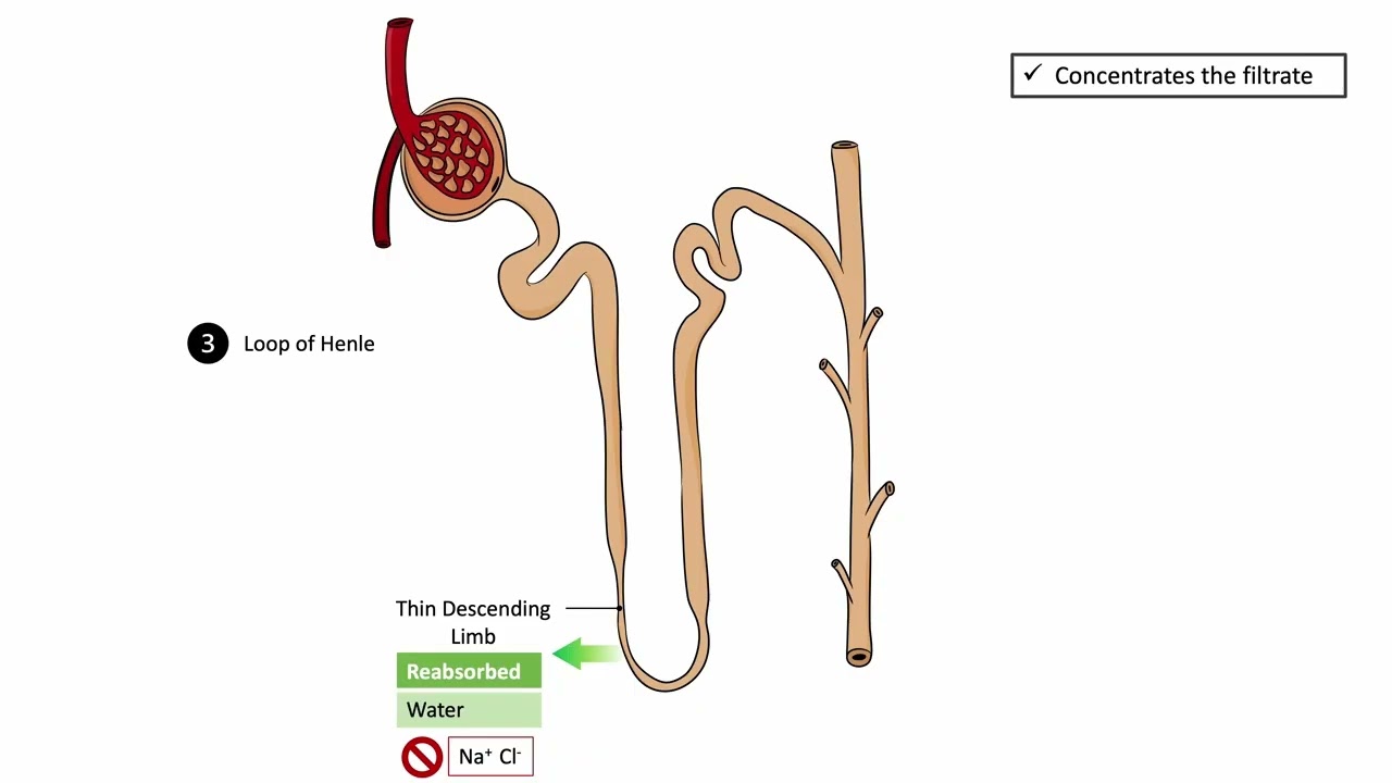 Nephron Function Explained: Glomerulus, Proximal Tubule, Loop of Henle, and Distal Nephron