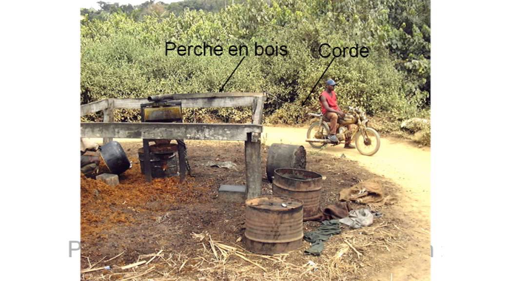 Agriculture familiale et palmier à huile