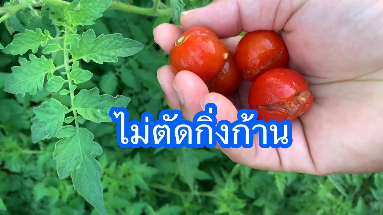 มะเขือเทศไม่แต่งกิ่งก้านใบเป็นแบบนี้