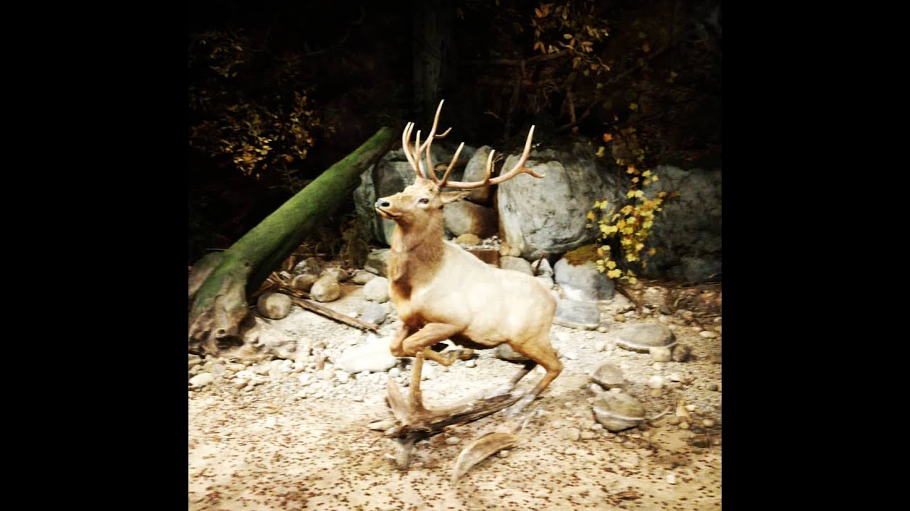 The History of Elk in New York's Adirondack Mountains with Todd Waldron