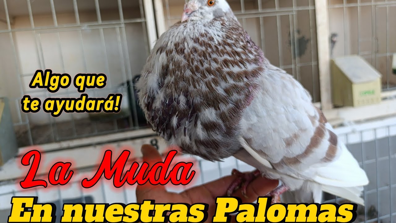 LA MUDA 😵‍💫! Trucos para nuestros Palomos en esta epoca tan DIFICIL ☠️