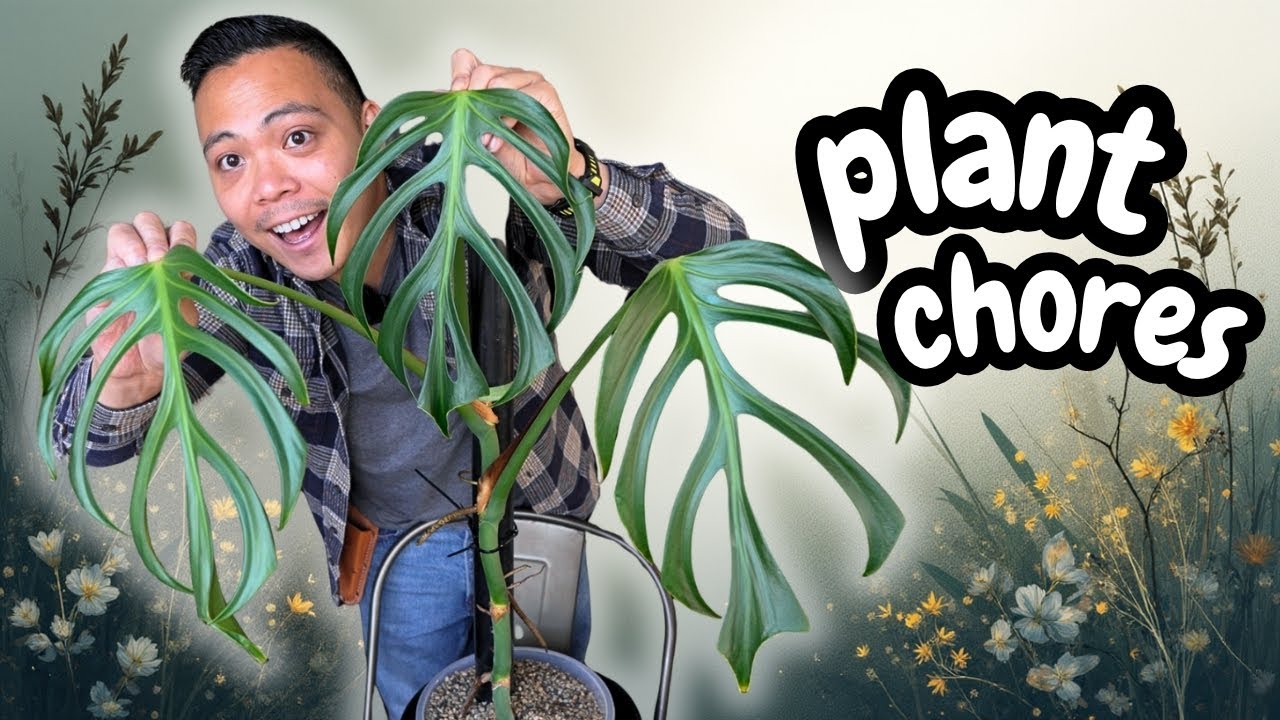 plant care 🌱| anthurium seedling repot, monstera bmf update, plant unboxing, treating for flat mites