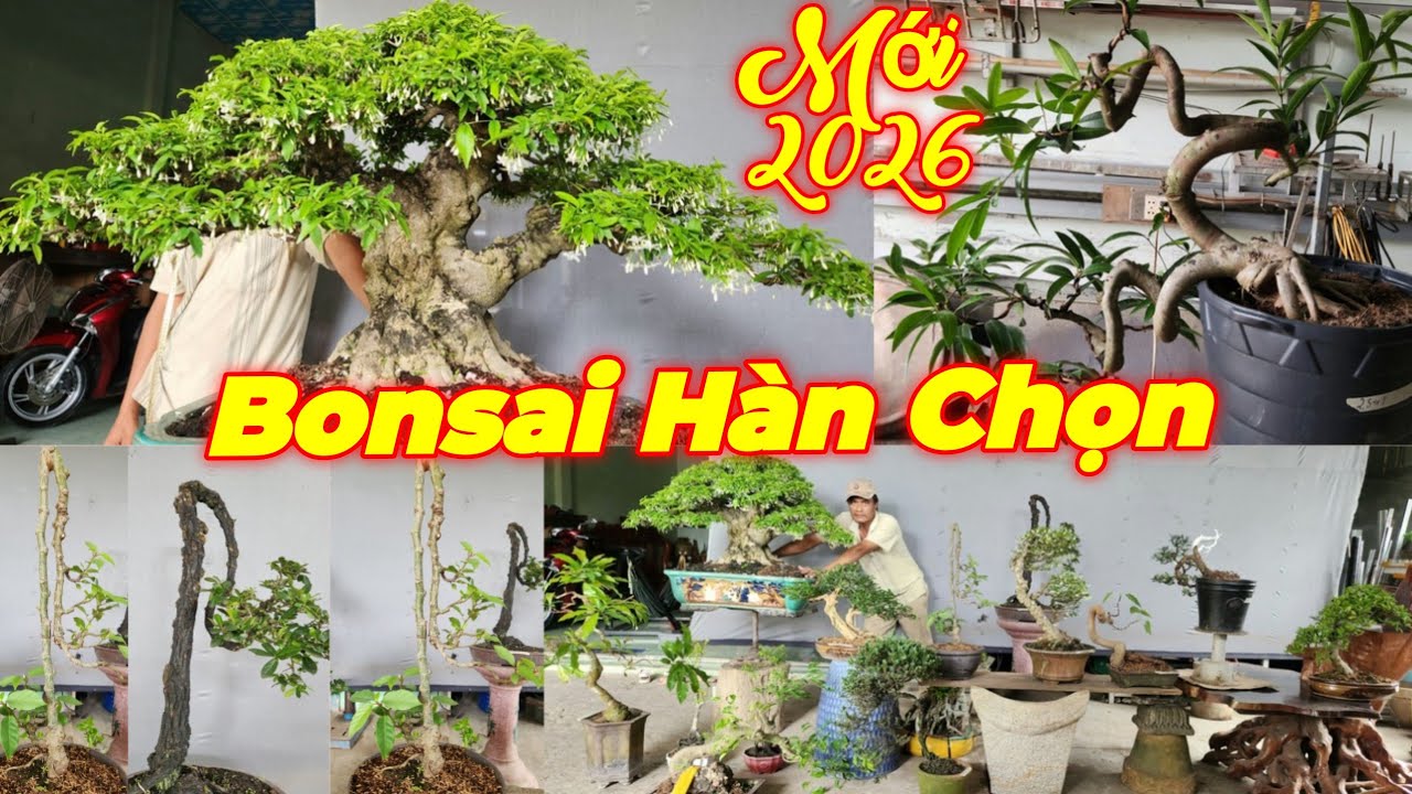 MR CHỌN | #0795446979 | MỚI ĐỘC ĐẸP GIÁ MỀM MCT NU VIP, LÝ, XOÀI, CẨM THỊ, SUNG, TÙNG, TRÀ, SANH,LỘC