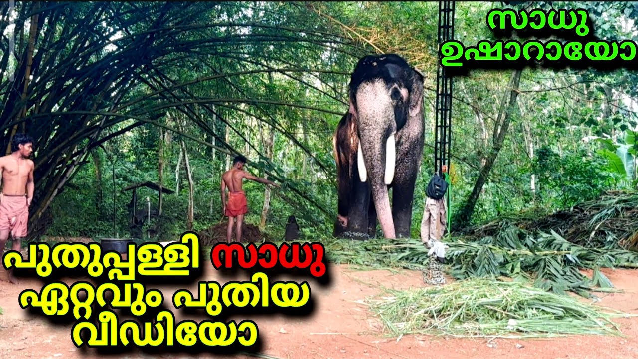 സാധു ഇവിടുണ്ട് ആരോഗ്യം വീണ്ടെടുത്ത് 🙏 പുതുപ്പള്ളി സാധു ! puthuppally sadhu elephant latest video ആന