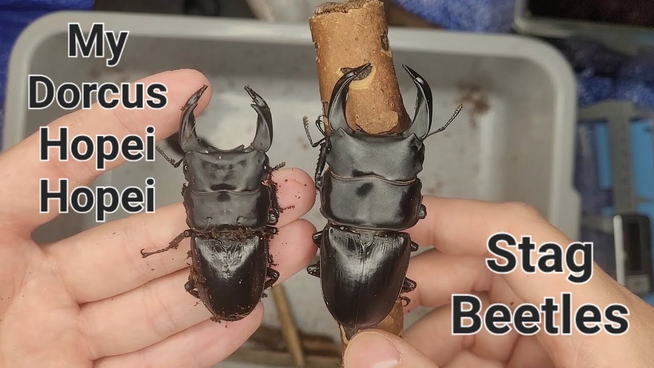 My Dorcus hopei Stag Beetles