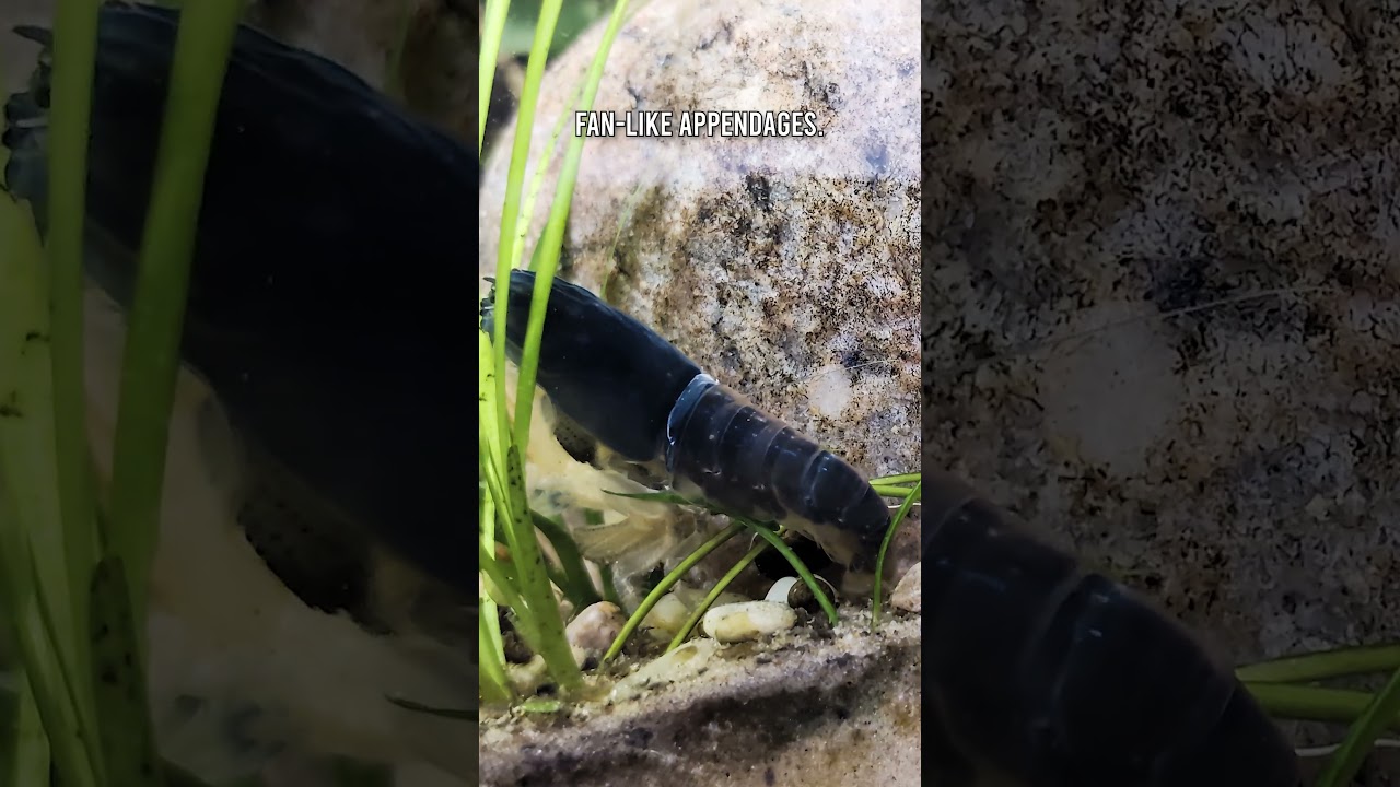 Interesting FACT About Vampire Shrimp's Molt You Never Knew!