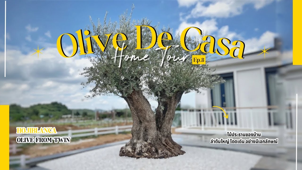 Olive De Casa Home Tour Ep:8 #ต้นโอลีฟ TWIN FROM ไม้ประธานของบ้าน โดดเด่นอย่างมีเอกลักษณ์