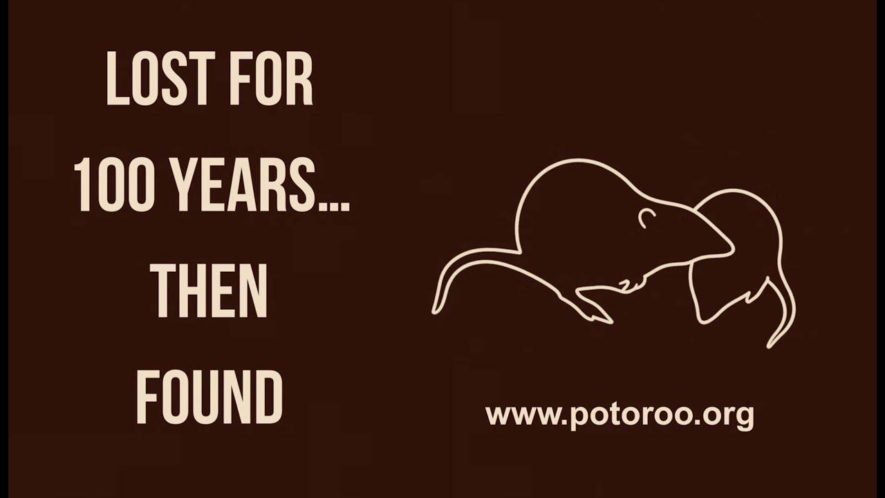 Lost for 100 Years&hellip; Then Found | Gilbert&rsquo;s Potoroo - Chapter II