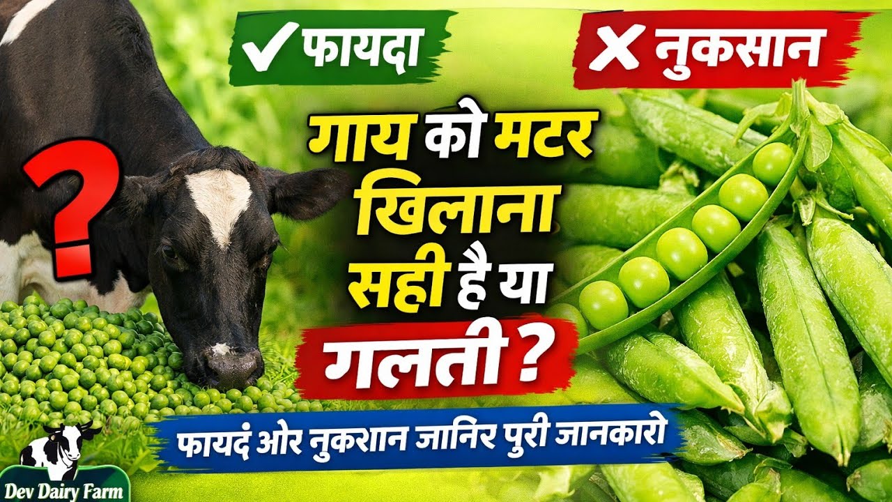 🐄 क्या गाय को मटर खिलानी चाहिए या साइलेज़ ? जानिए फायदे और नुकसान | Dev Dairy Farm Bijnor