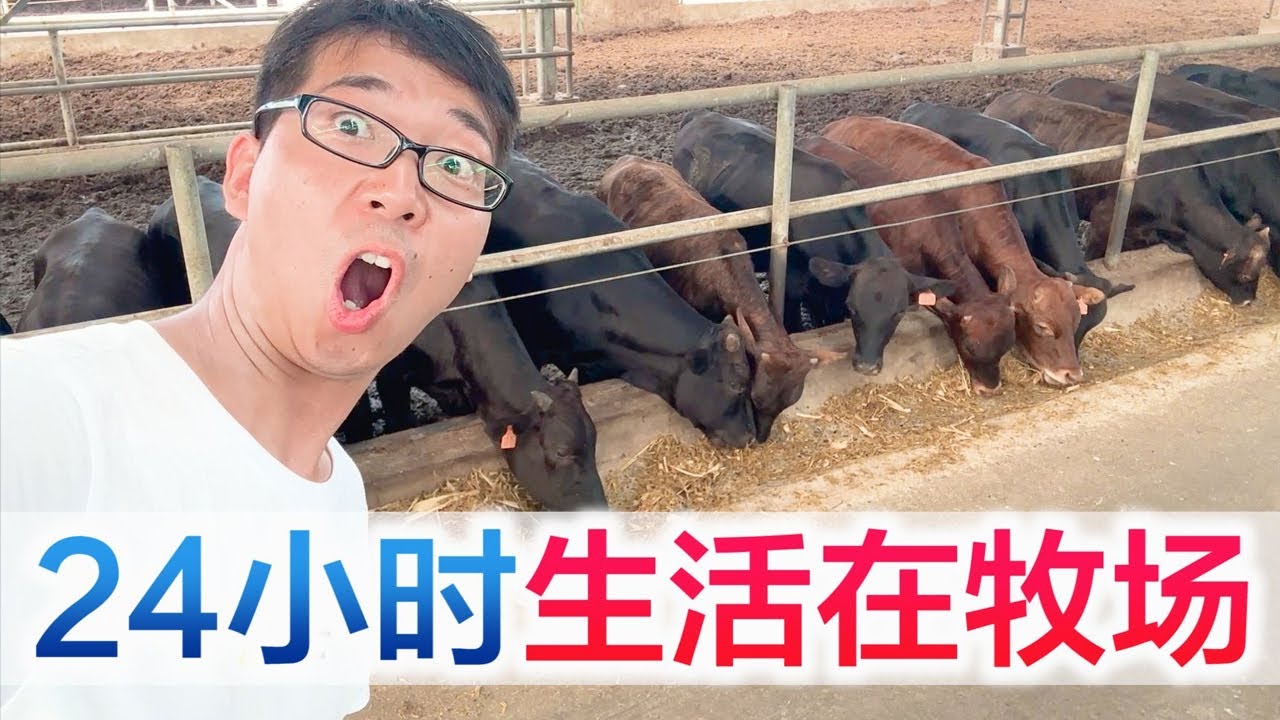 挑战24小时生活在牧场，跟牛牛们相处的舍不得分开