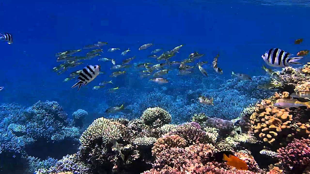 Sharm El Luli