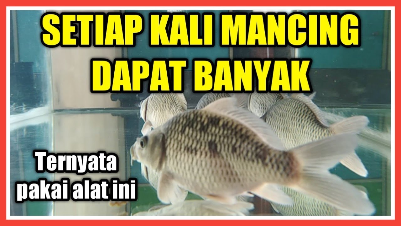 ALAT PEMANGGIL IKAN || CARA MEMBUAT PEMANGGIL IKAN MAS