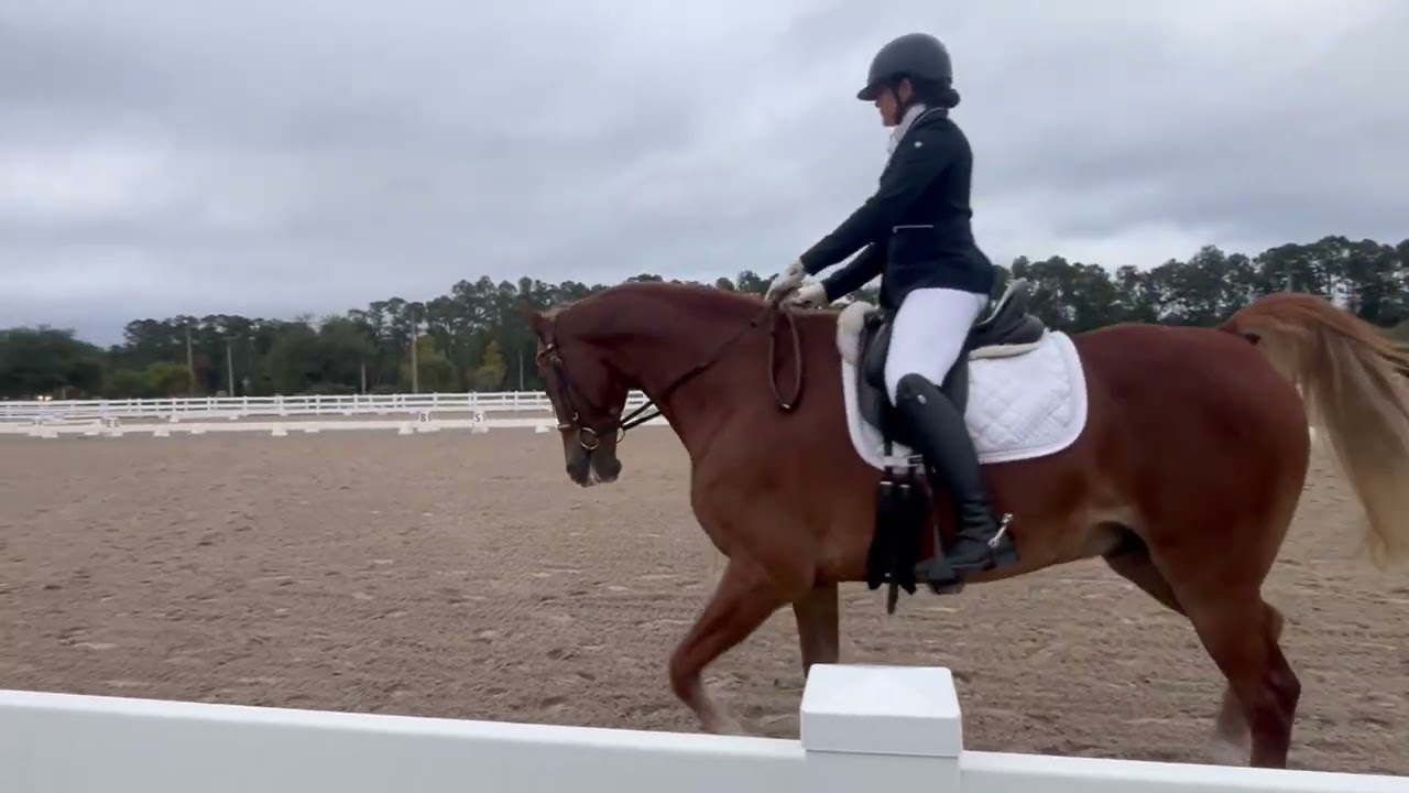 16.3 8 year old Dressage Horse