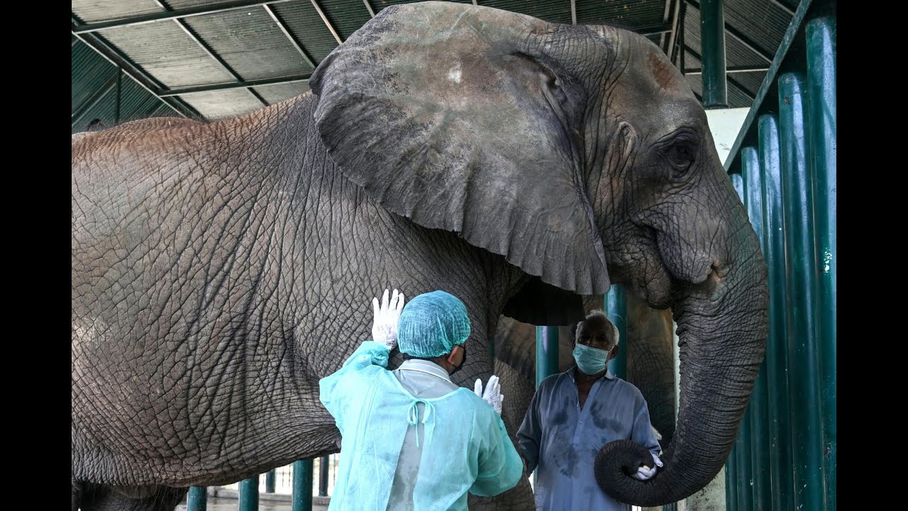 Pakistan's last elephants battle tuberculosis with 400 pills a day | AFP